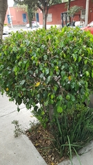 Ficus benjamina