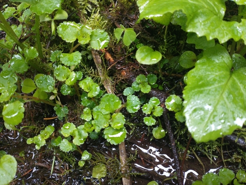 Image of Chrysosplenium glechomifolium by no rights reserved