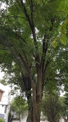 Fraxinus uhdei
