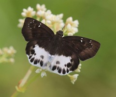 Tagiades menaka