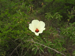 Hibiscus acicularis