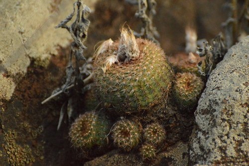 Frailea pumila