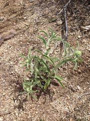 Oreocarya suffruticosa