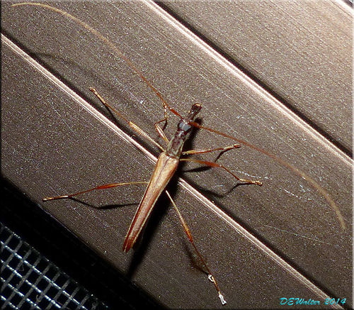 Macrones subclavatus