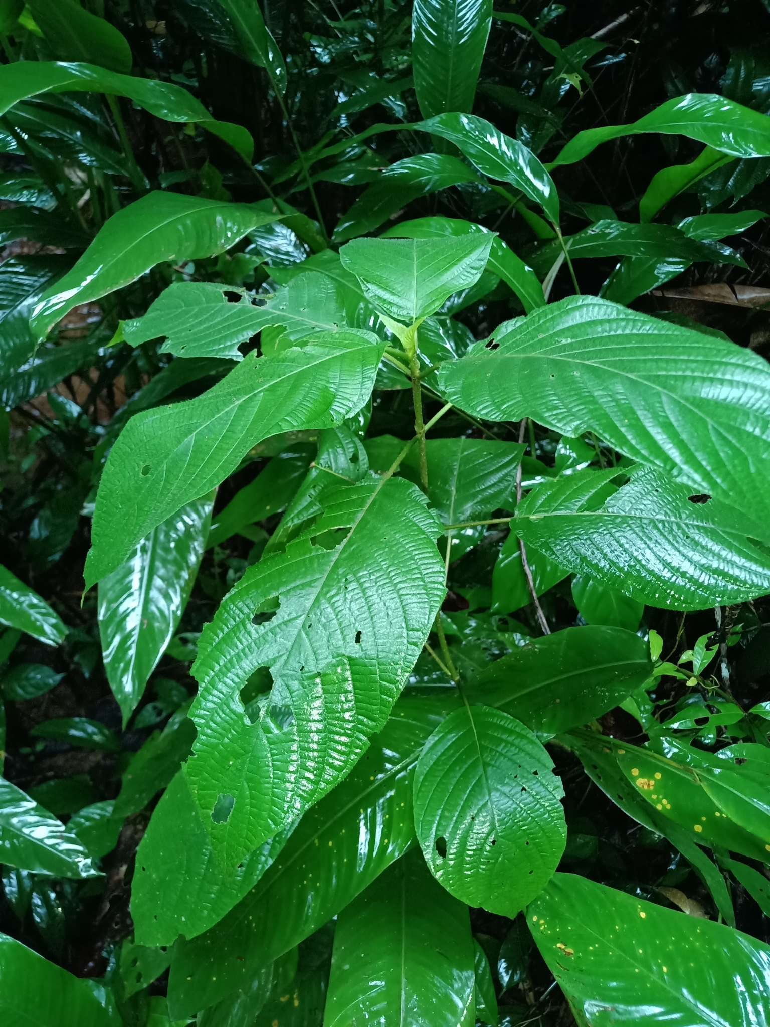 Black Guava (Guettarda argentea)