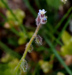 Myosotis refracta