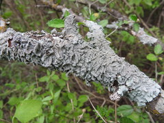 Punctelia graminicola