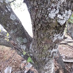 Quercus