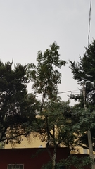Fraxinus uhdei