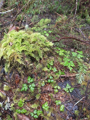 Image of Oregon Goldthread (Coptis laciniata) by no rights reserved
