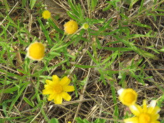 Tetraneuris linearifolia