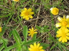 Tetraneuris linearifolia