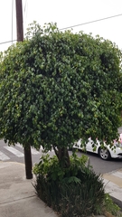 Ficus benjamina