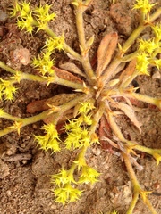 Chorizanthe procumbens