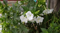 Mirabilis jalapa