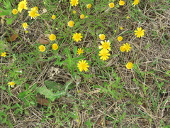 Tetraneuris linearifolia