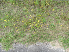 Tetraneuris linearifolia