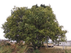 Quercus