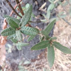 Quercus crassipes