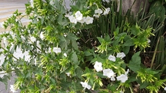 Mirabilis jalapa