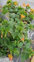 Mirabilis jalapa