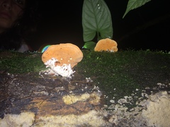 Rigidoporus microporus