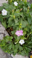 Mirabilis jalapa