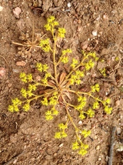 Chorizanthe procumbens