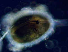 Cypridopsis