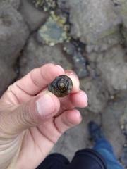 Ocenebrinae