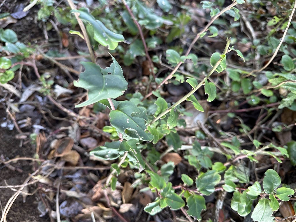 Ercilla spicata from Punta Lilemo, Hualpén, Región del Biobío, CL on ...