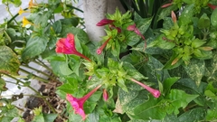 Mirabilis jalapa