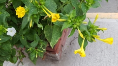 Mirabilis jalapa
