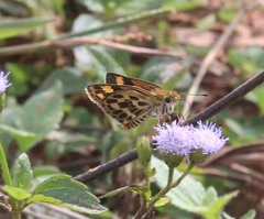 Taractrocera ceramas