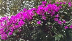 Bougainvillea