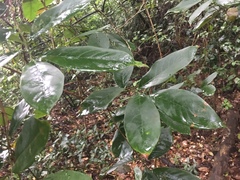 Bridelia insulana