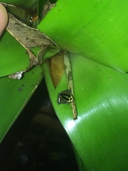 Ranitomeya variabilis