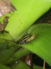 Ranitomeya variabilis