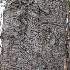 Quercus crassipes