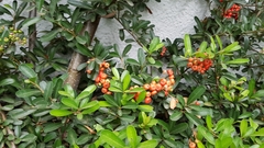 Pyracantha koidzumii