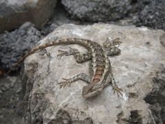Sceloporus olivaceus