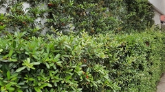 Pyracantha koidzumii