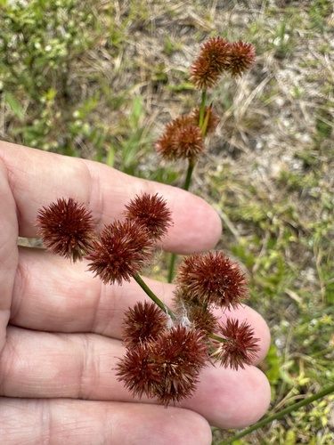 Bighead rush (Juncus megacephalus)