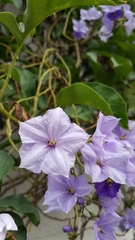 Magnoliopsida