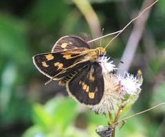 Taractrocera ceramas
