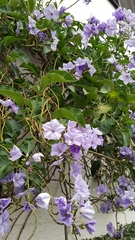 Magnoliopsida