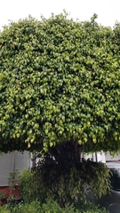 Ficus benjamina