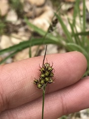 Luzula comosa comosa