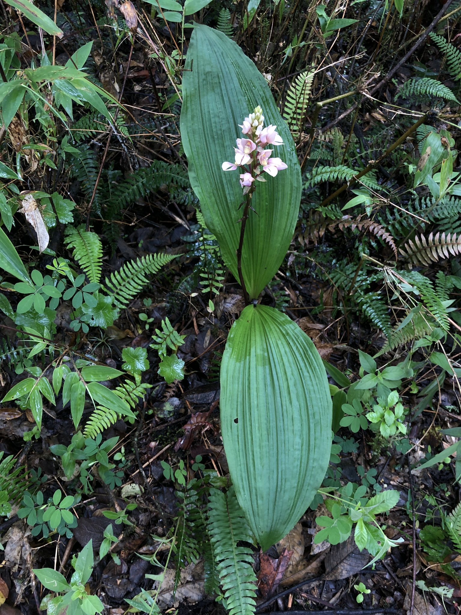 Govenia vilcabambana image