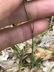 Luzula comosa comosa